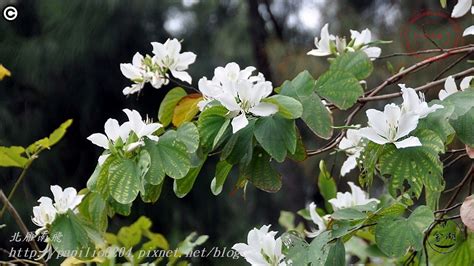 開白花的喬木|尋找一棵開白花的樹？ 認識一些！